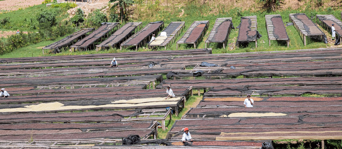 Lits de séchage du café en Éthiopie, vue d'ensemble
