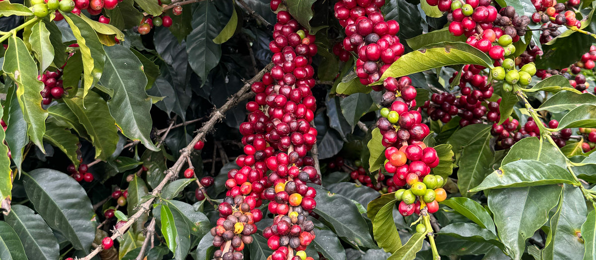 Cerises de café mûres sur la branche, plantation colombienne