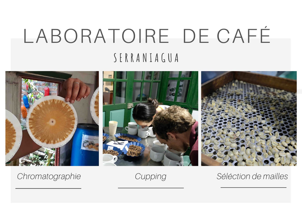 Du sol à la tasse : inauguration du laboratoire de café à Serraniagua
