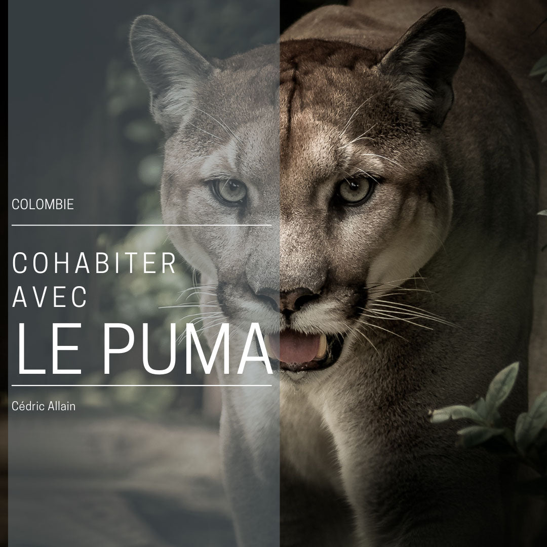 Cohabiter avec le puma