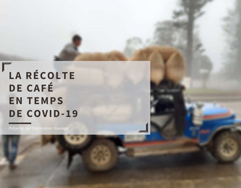 Colombie : la récolte de café en temps de Covid-19