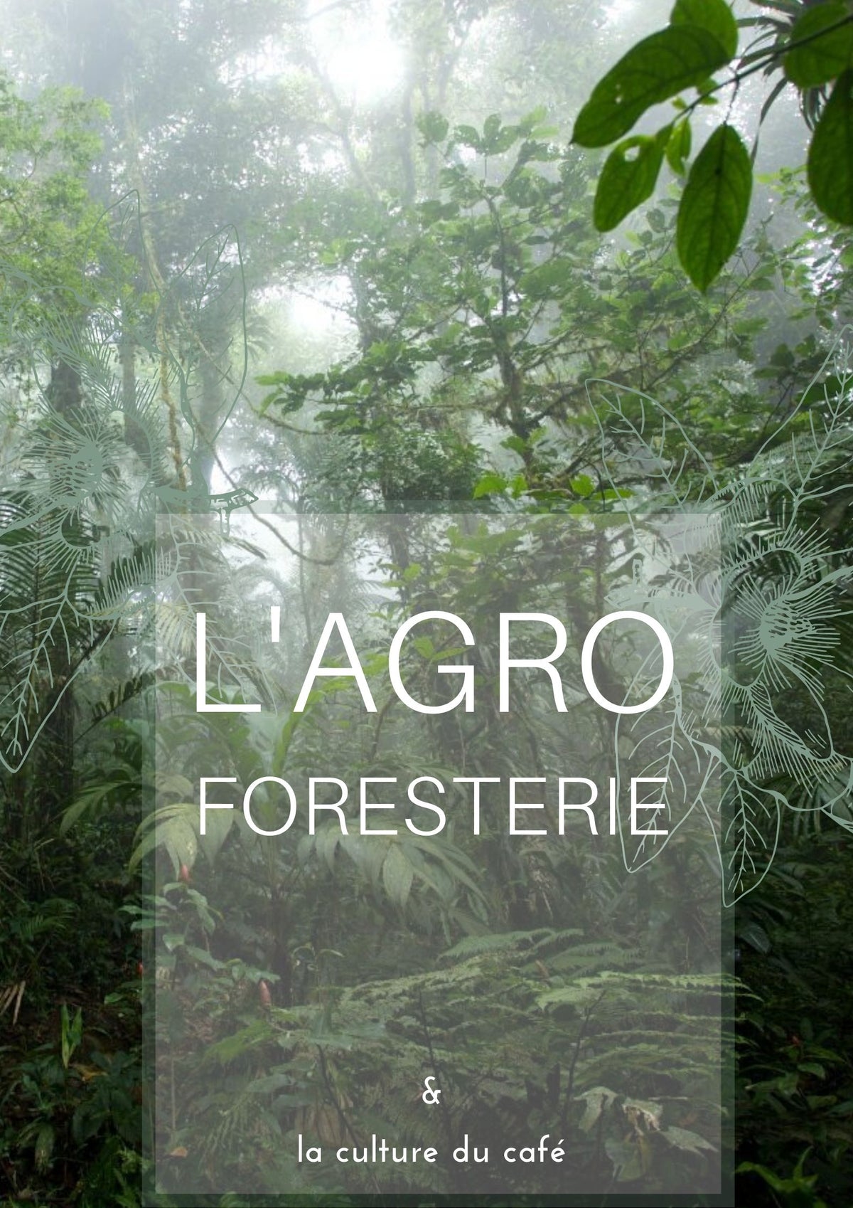 L'agroforesterie et la culture du café