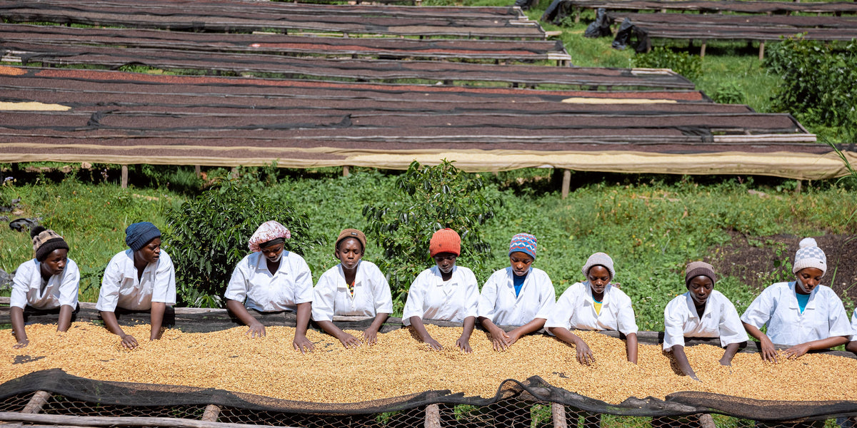 Tri des grains de café au Rwanda