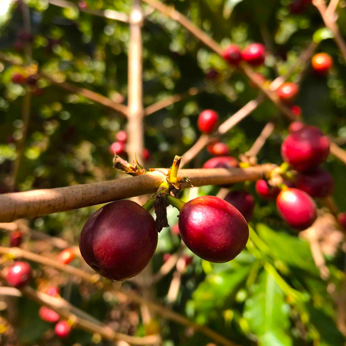 Cerises de café mûres, Rwanda, origine du café Ibuka