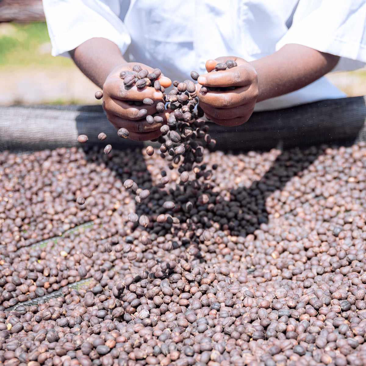 Café vert non torréfié Ibuka Vert, Rwanda · Nativos