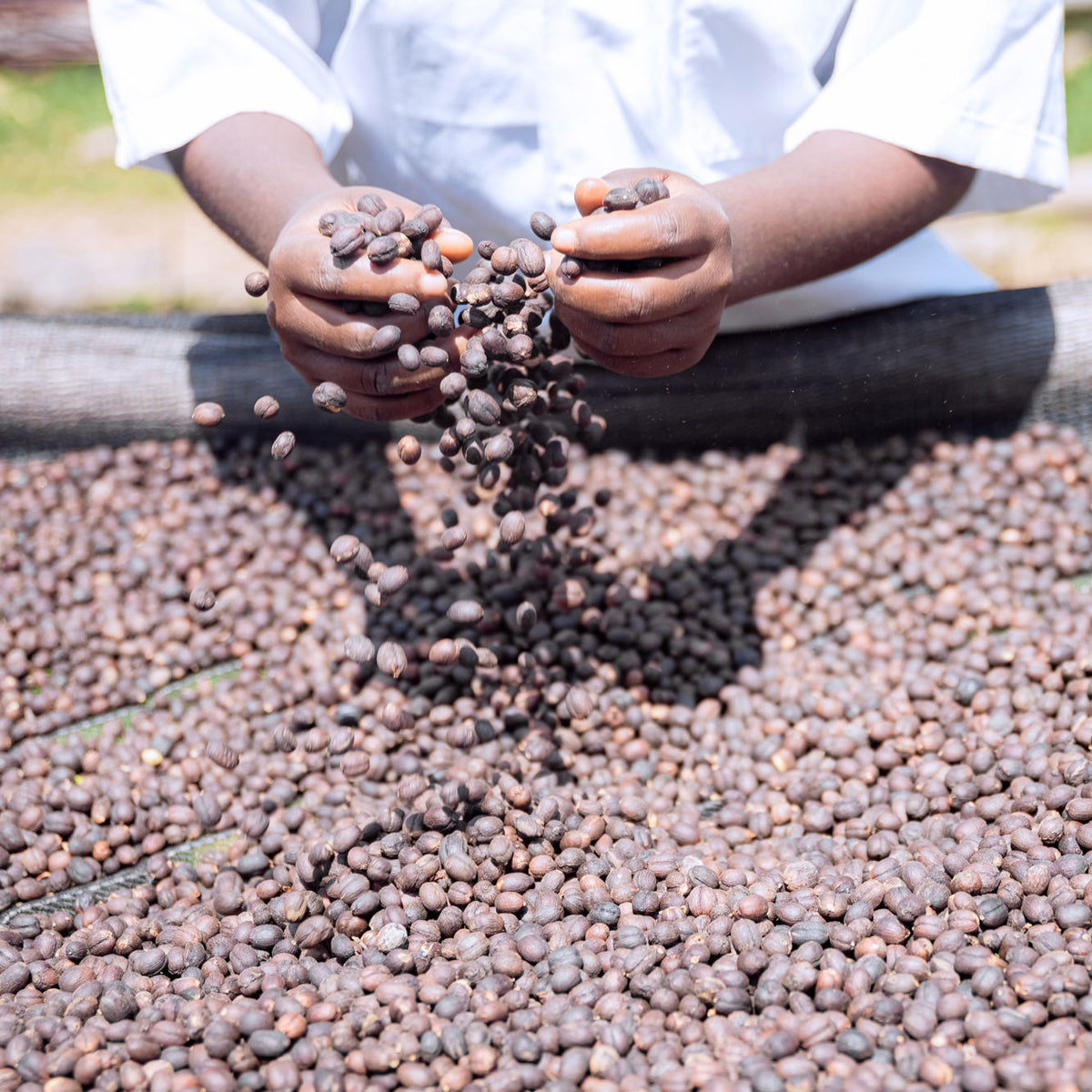 Cerises de café mûres, Rwanda, origine du café Ibuka
