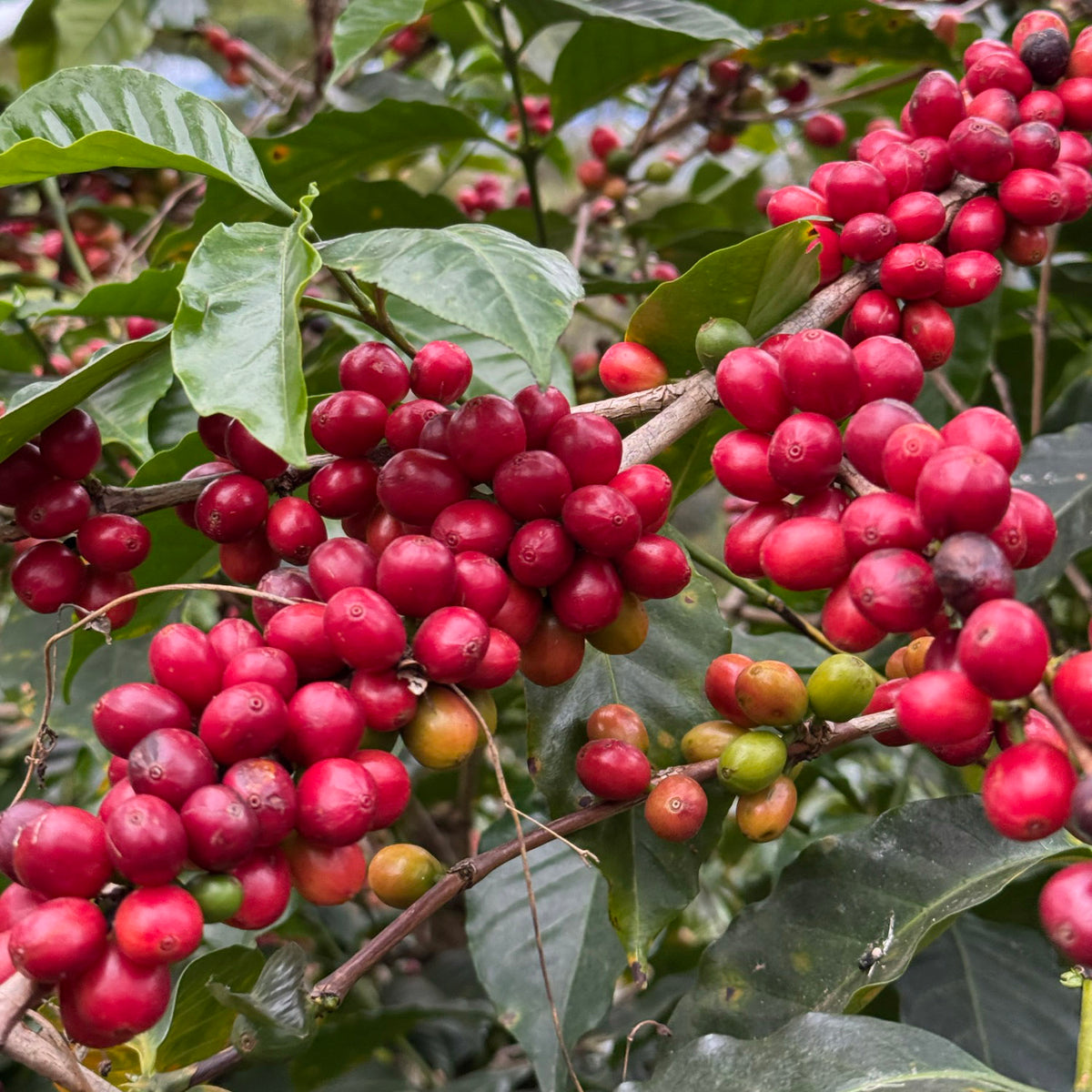 Cerises de café mûres, Colombie, origine du café Los Guardianes